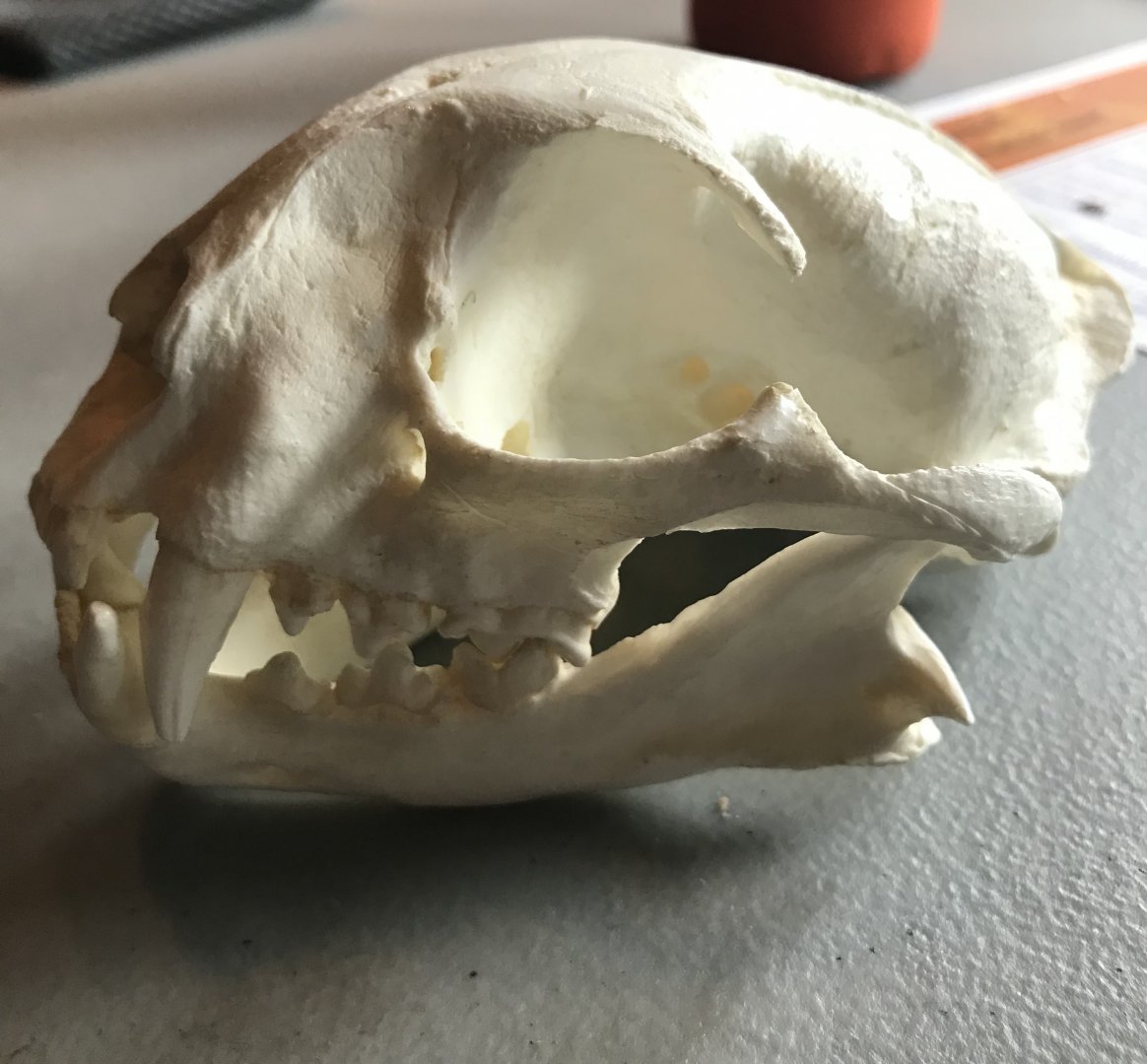 Bobcat skull