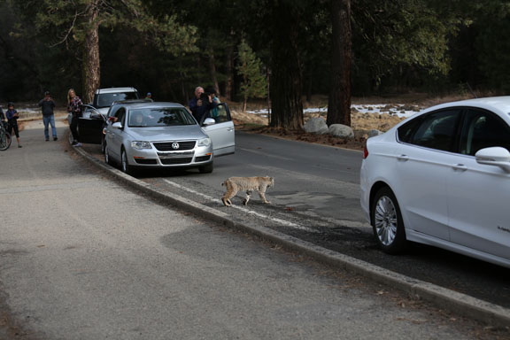 bobcat traffic jam
