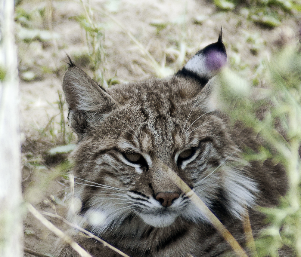 Bobcat - Wildkatzenzentrum Felidae 2022