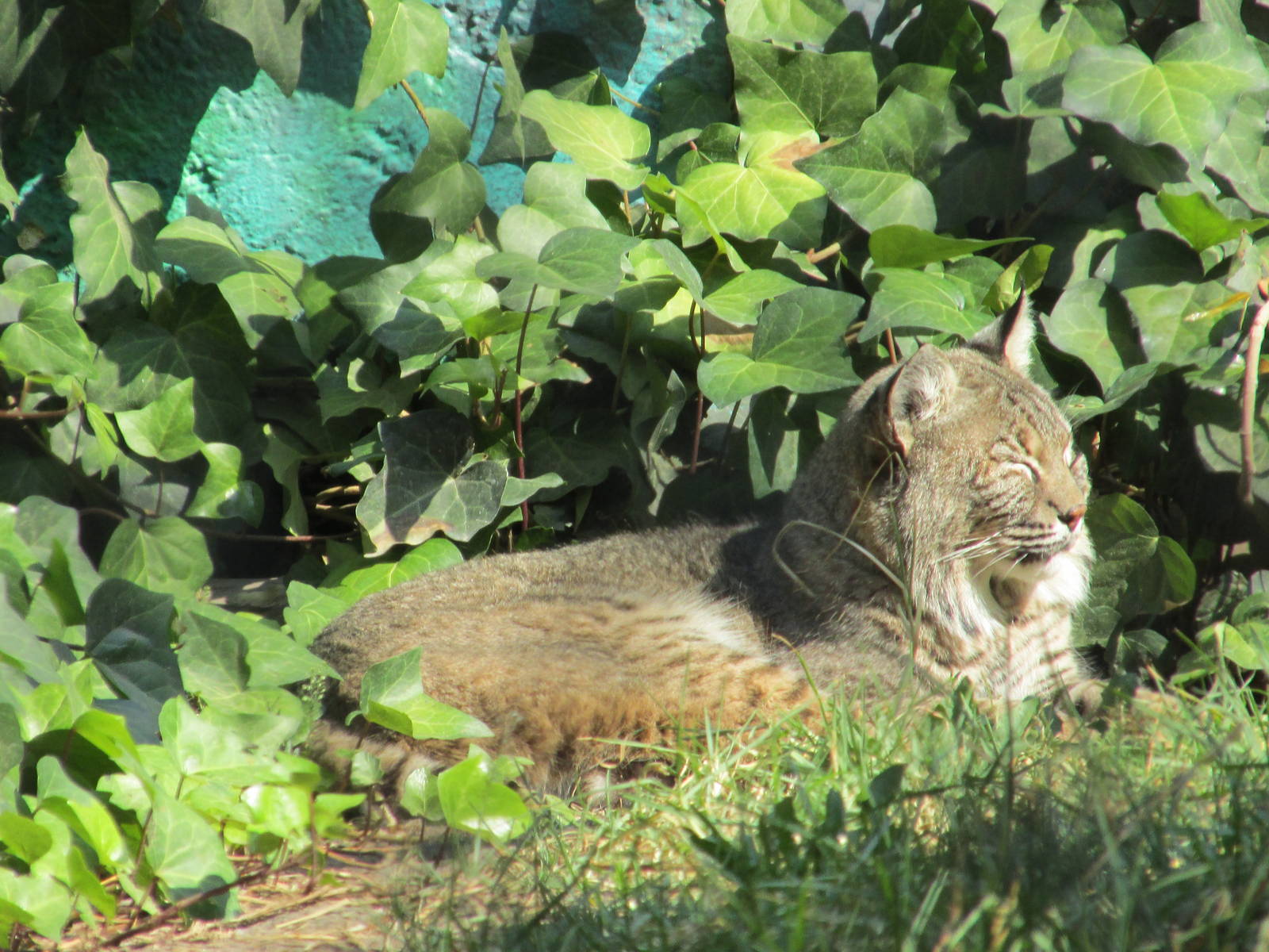 bobcat zoologico los coyotes