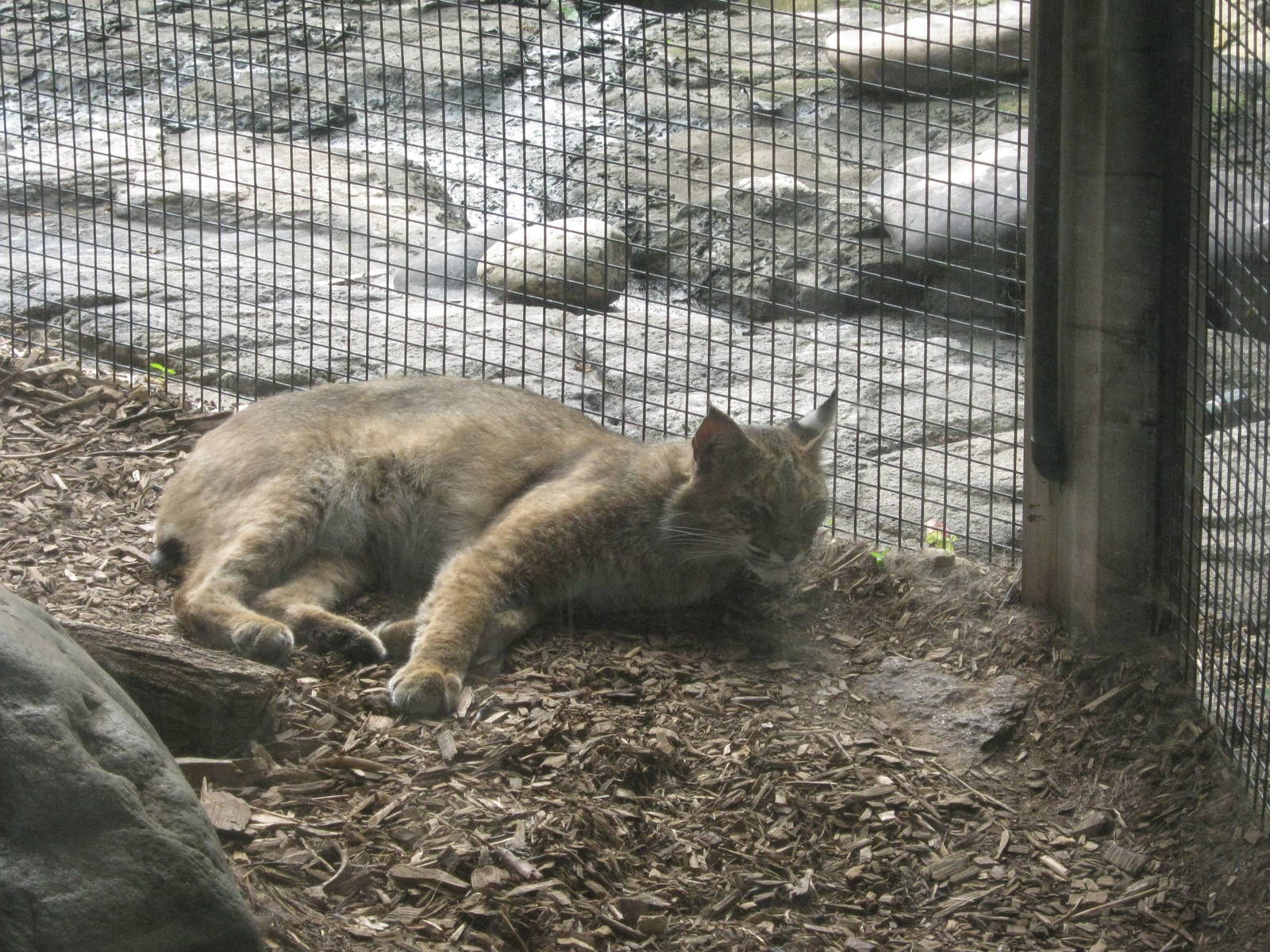 Bobcat
