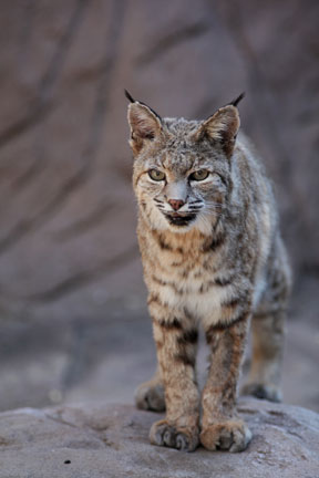 bobcat