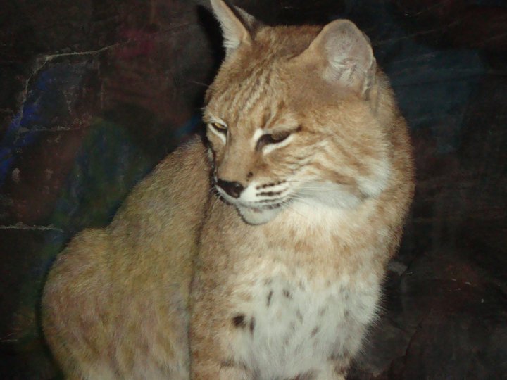 Bobcat