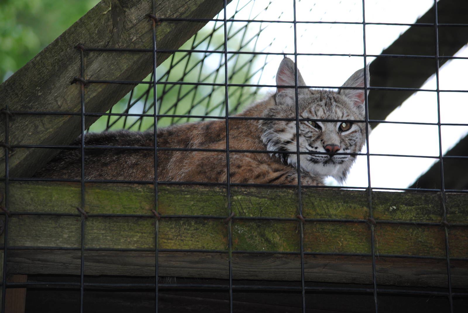 Bobcat