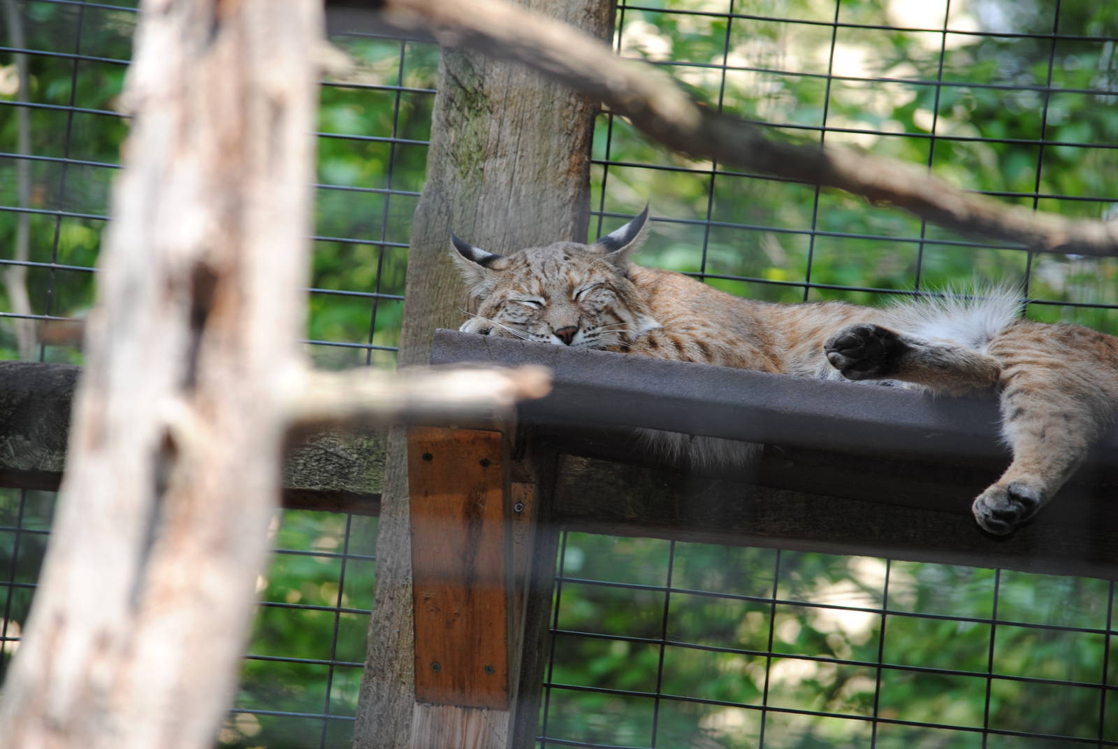 Bobcat