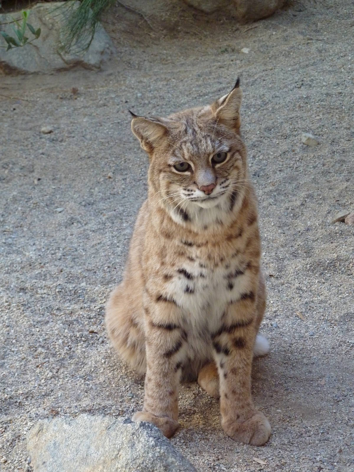 Bobcat