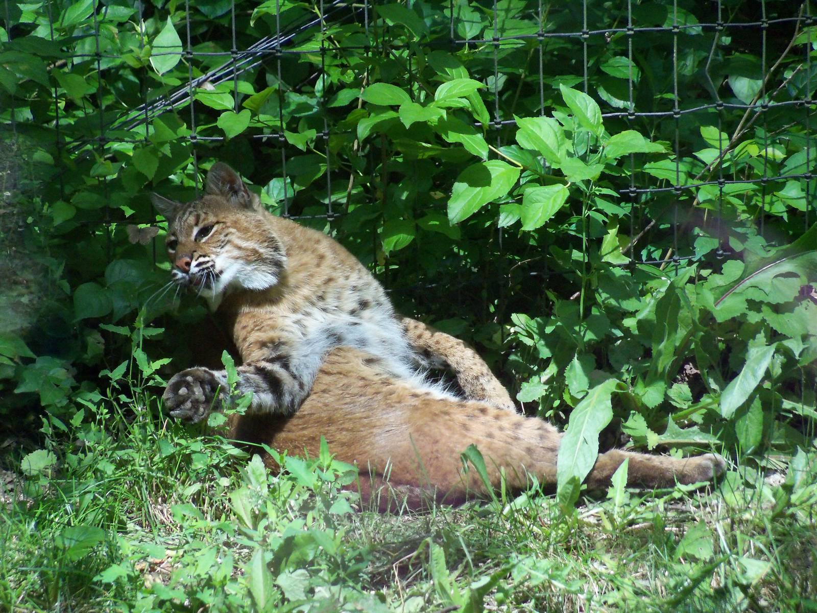 Bobcat
