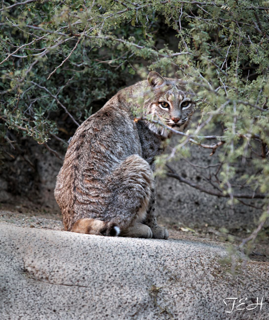 bobcat