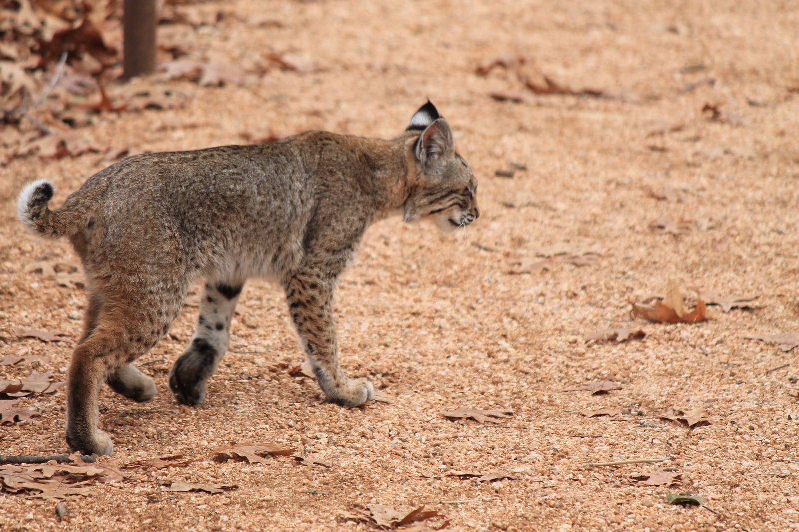 Bobcat