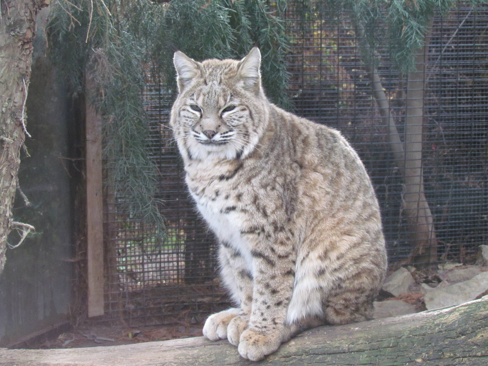 Bobcat