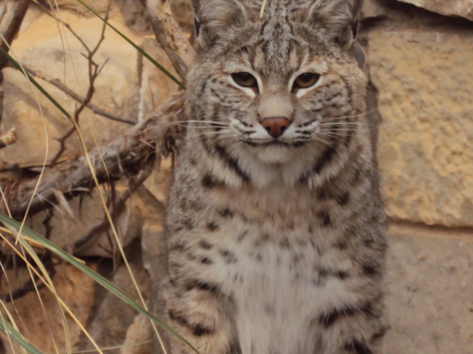 Bobcat