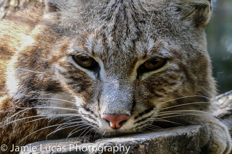 Bobcat