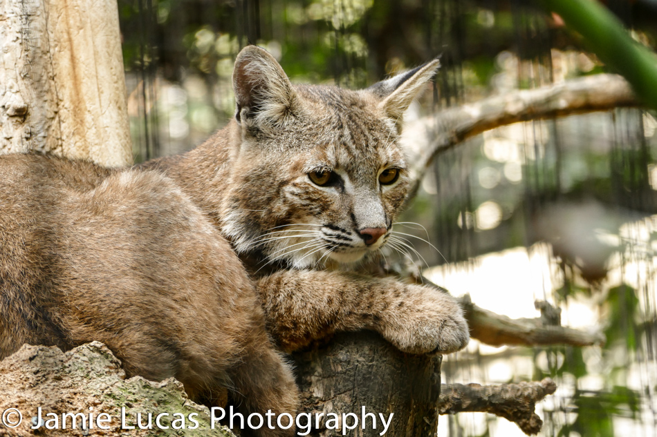 Bobcat