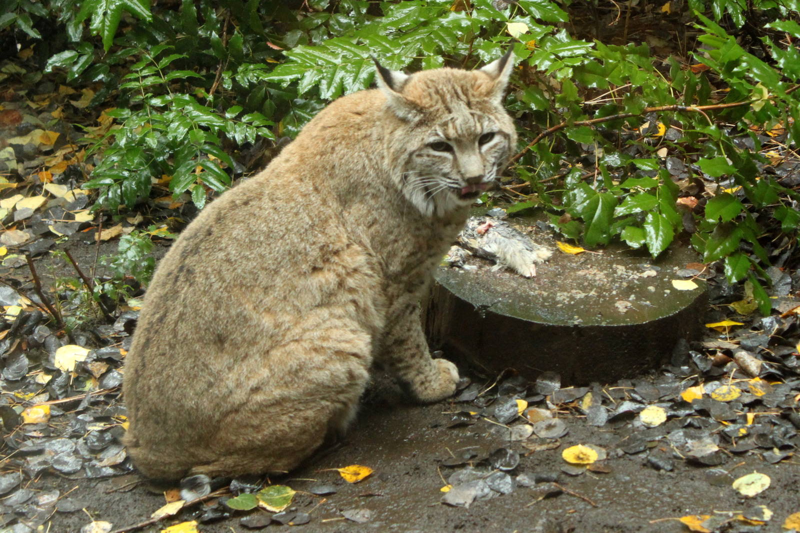 Bobcat