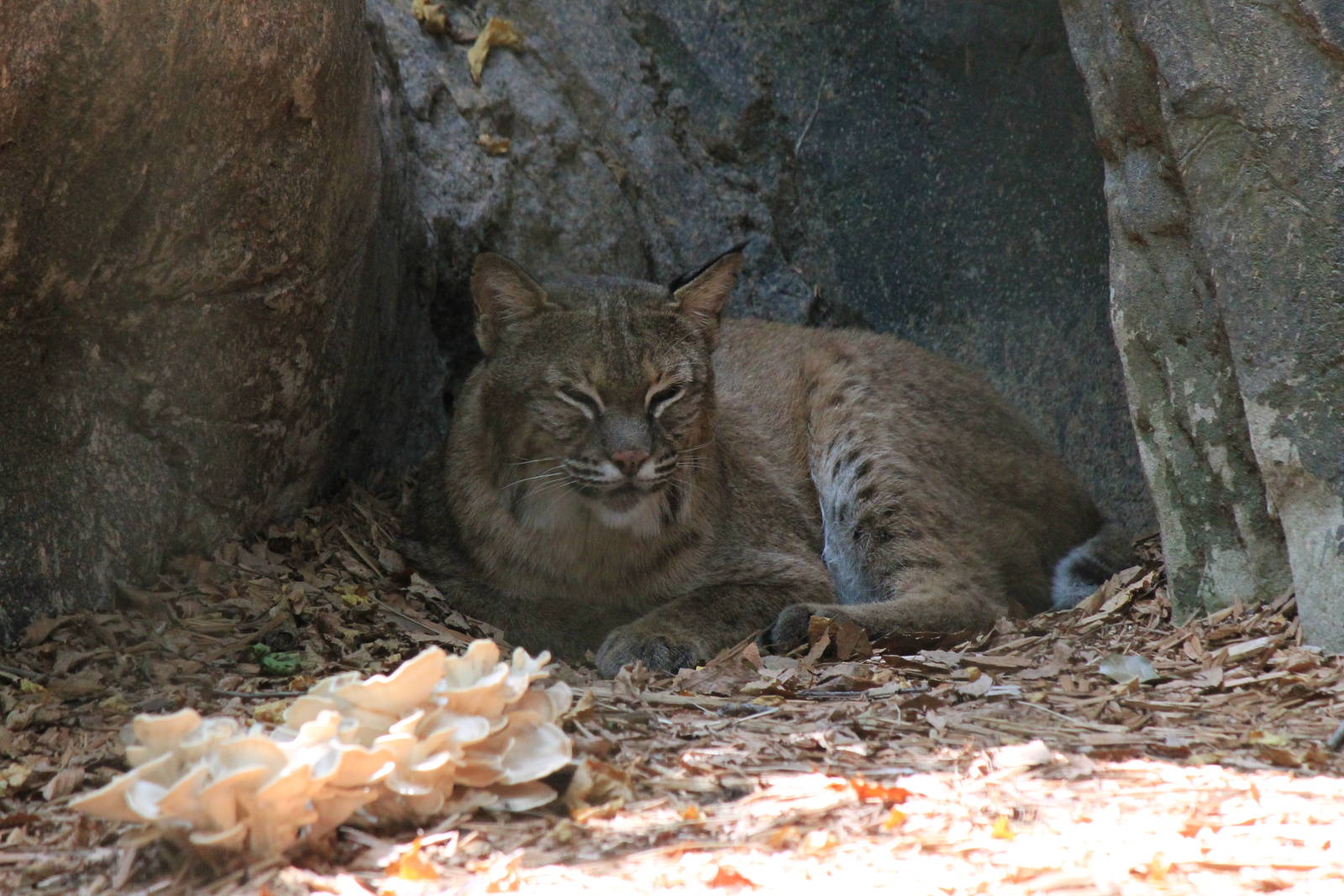 Bobcat