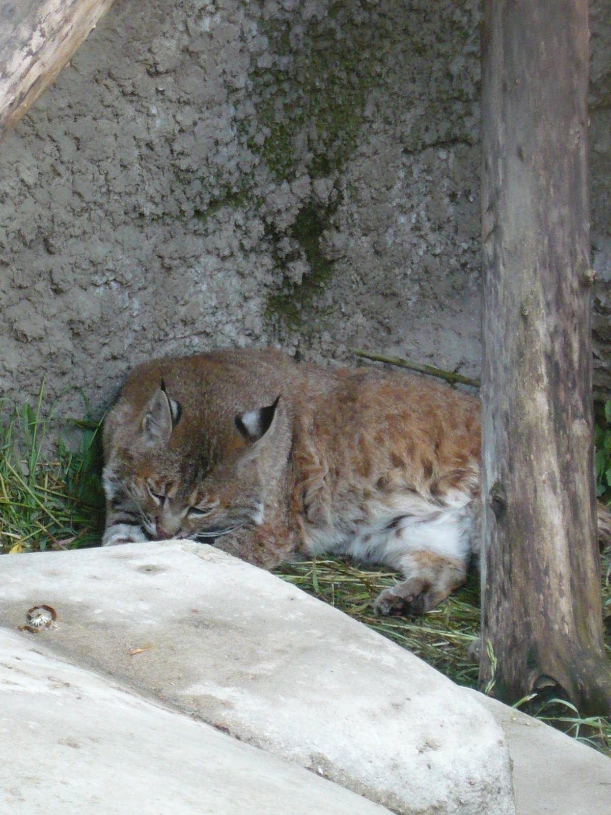 Bobcat