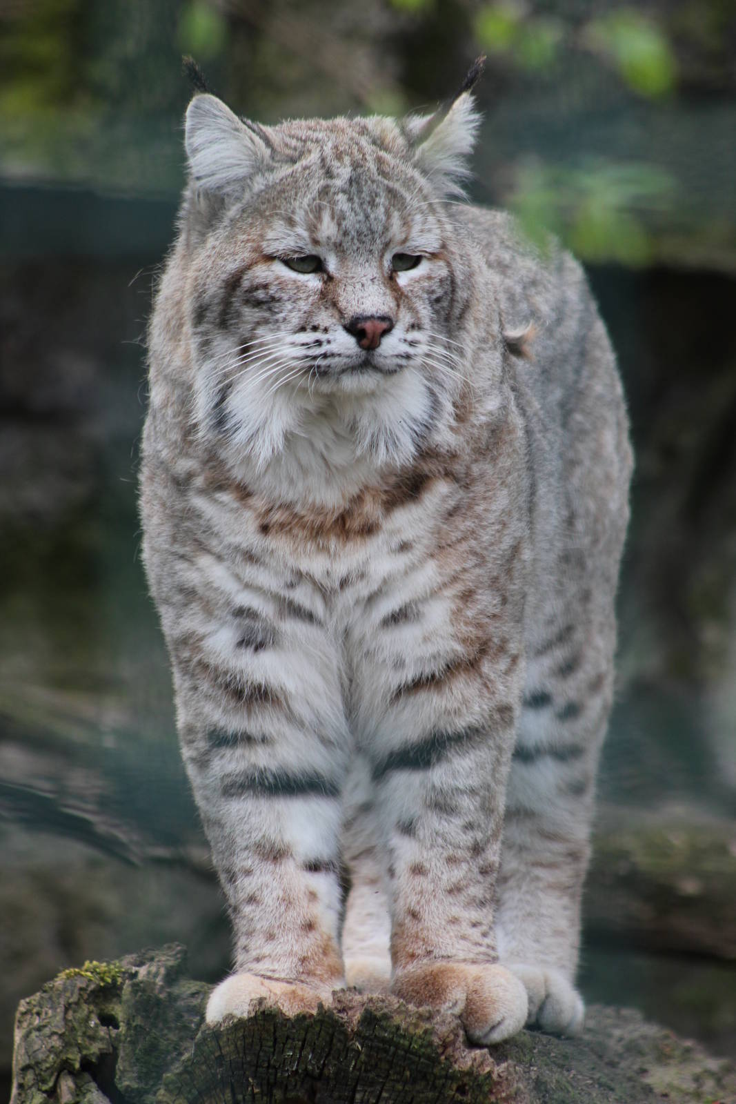 Bobcat