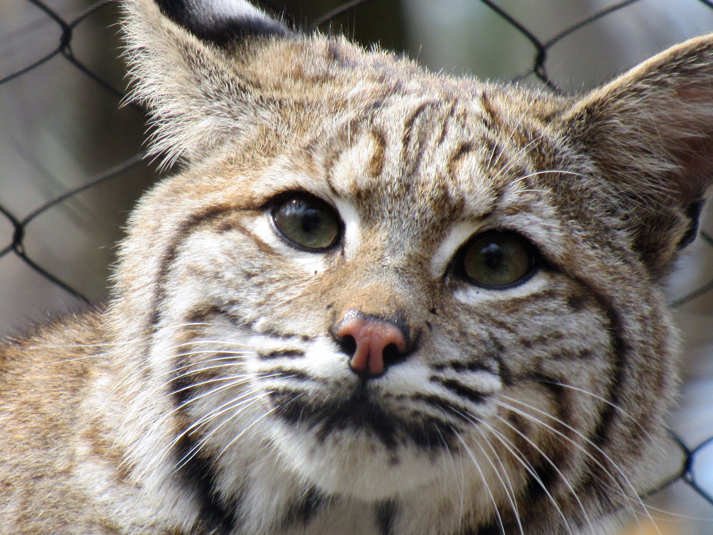 Bobcat