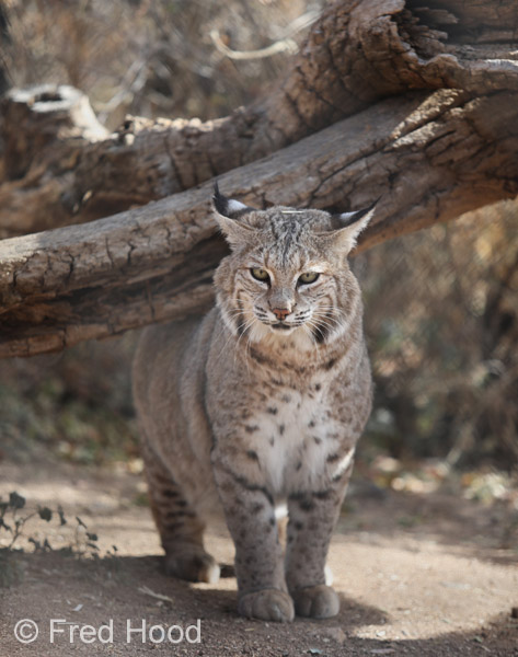 bobcat