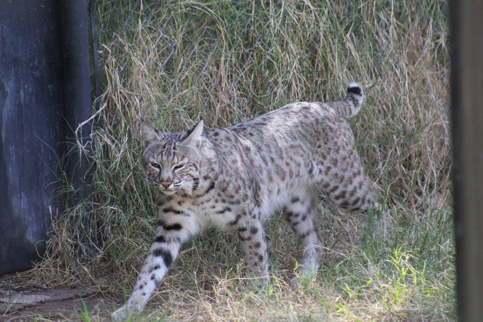 Bobcat