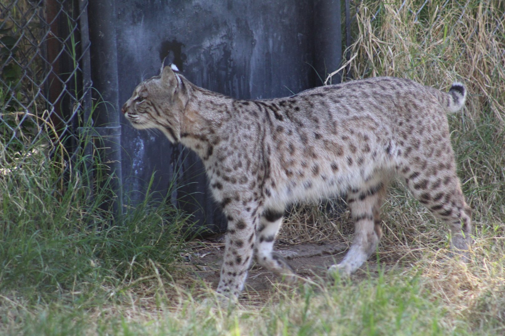 Bobcat