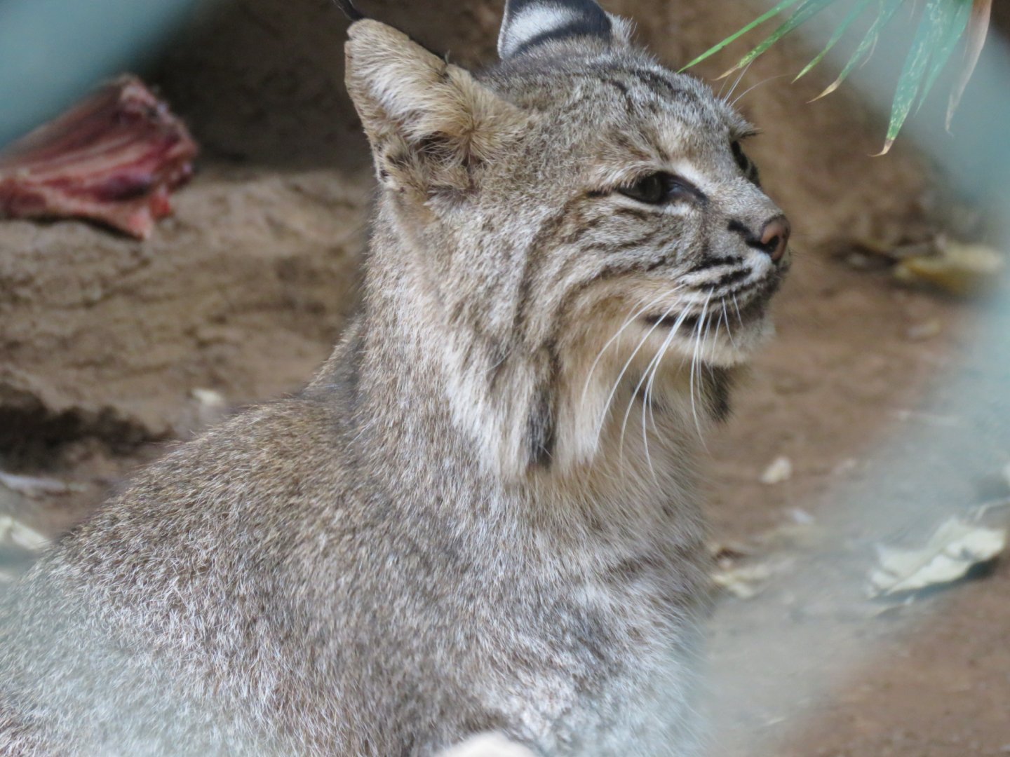 Bobcat