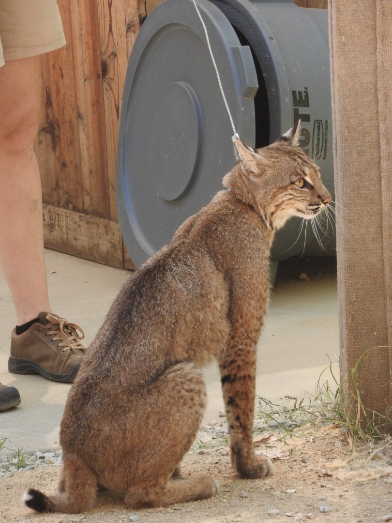 Bobcat