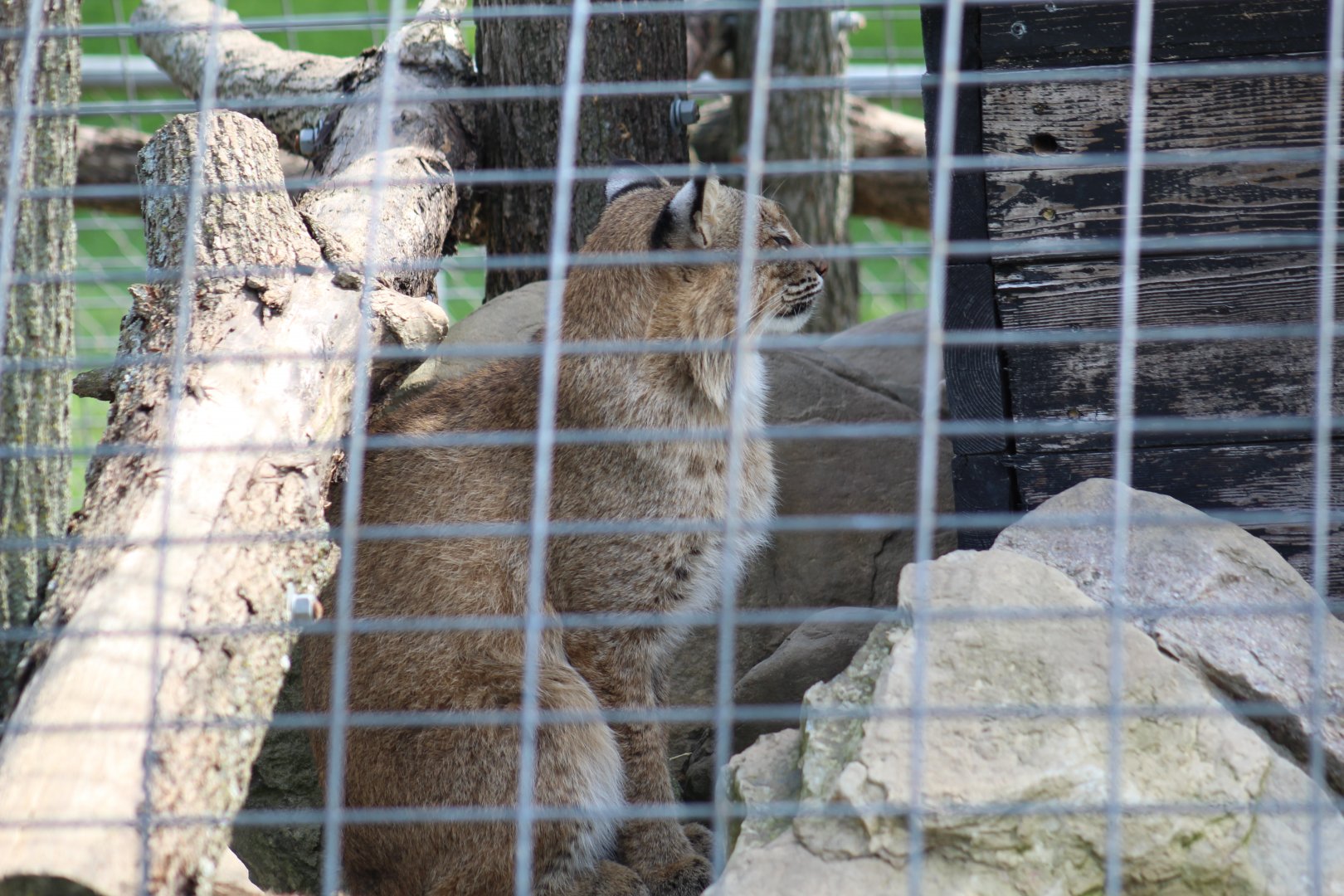 Bobcat