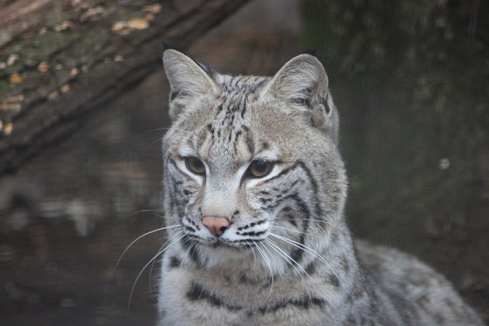 Bobcat