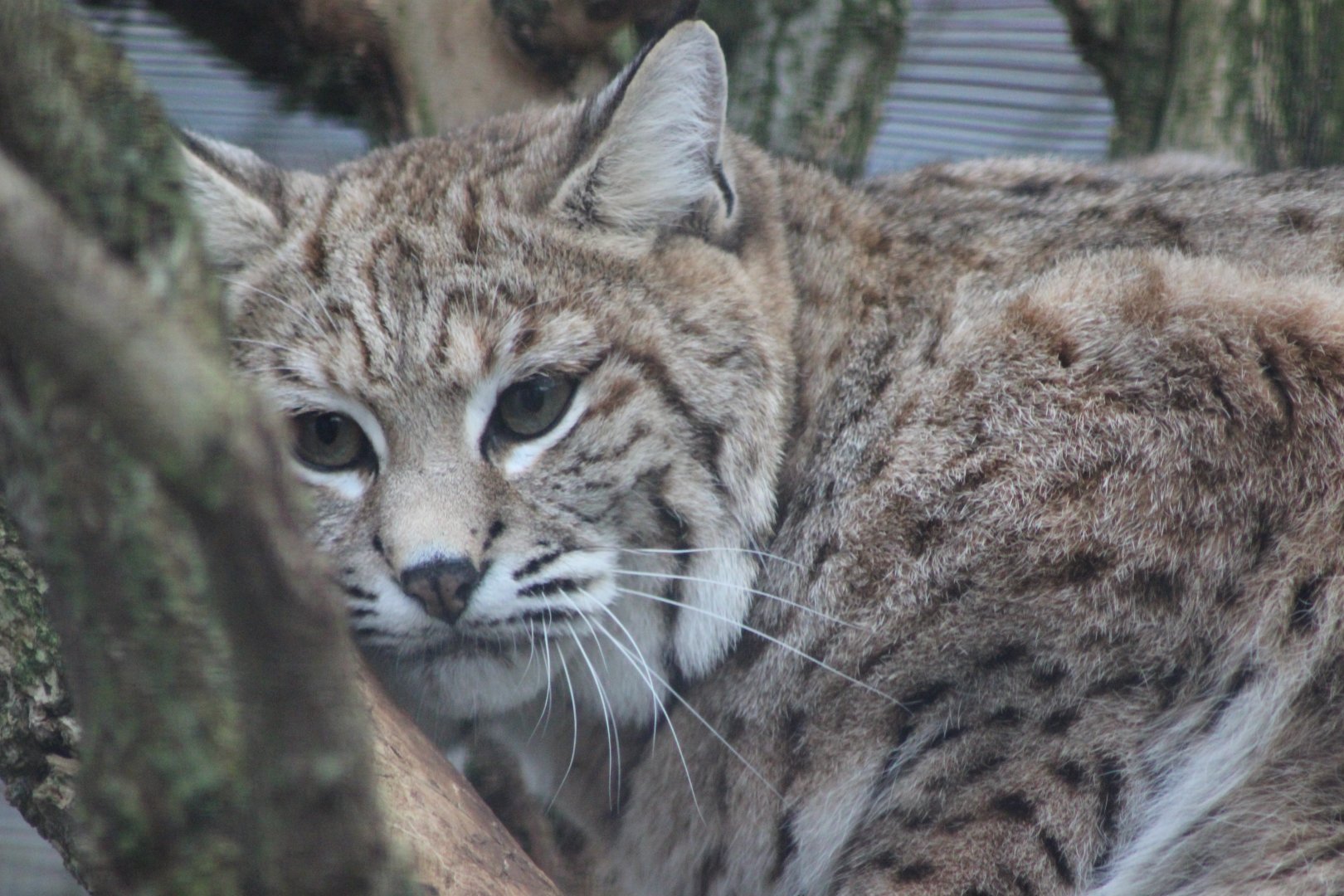 Bobcat