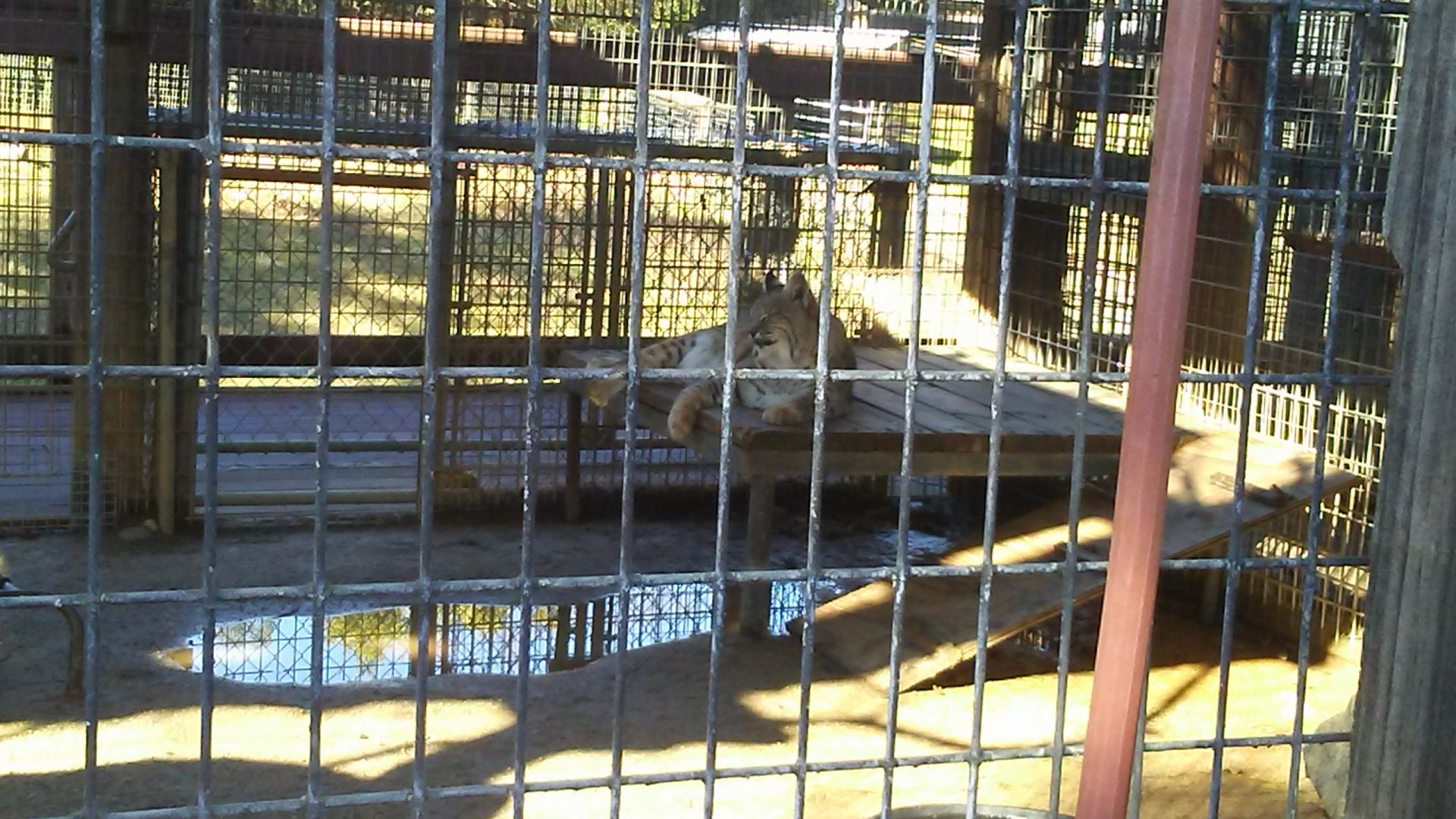 Bobcat