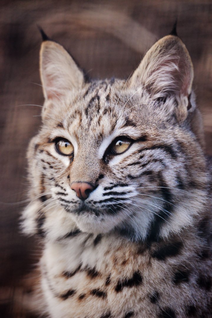 Bobcat