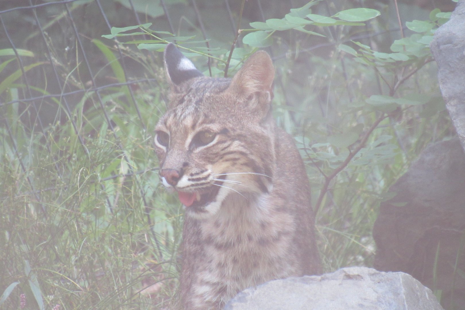 bobcat