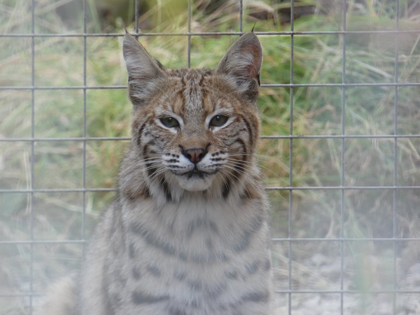 Bobcat