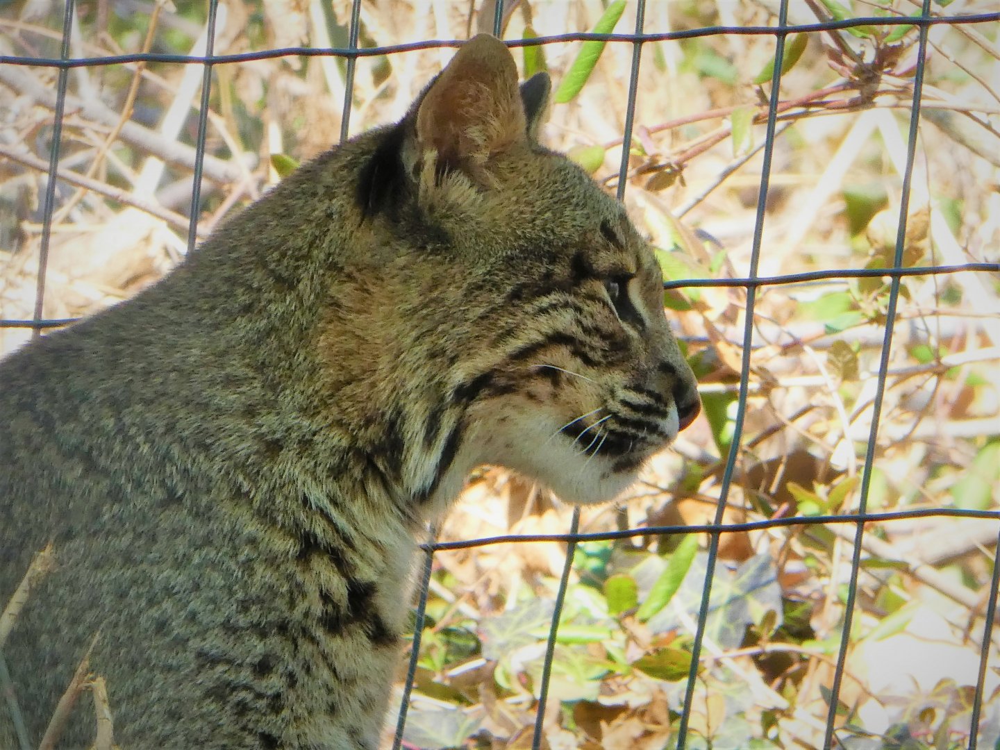 Bobcat