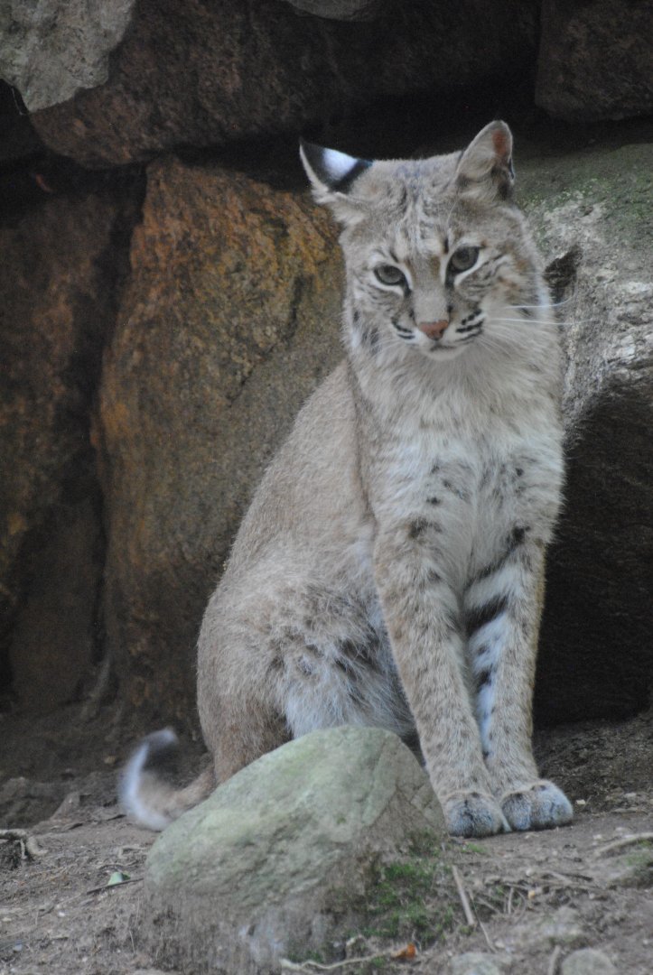 Bobcat