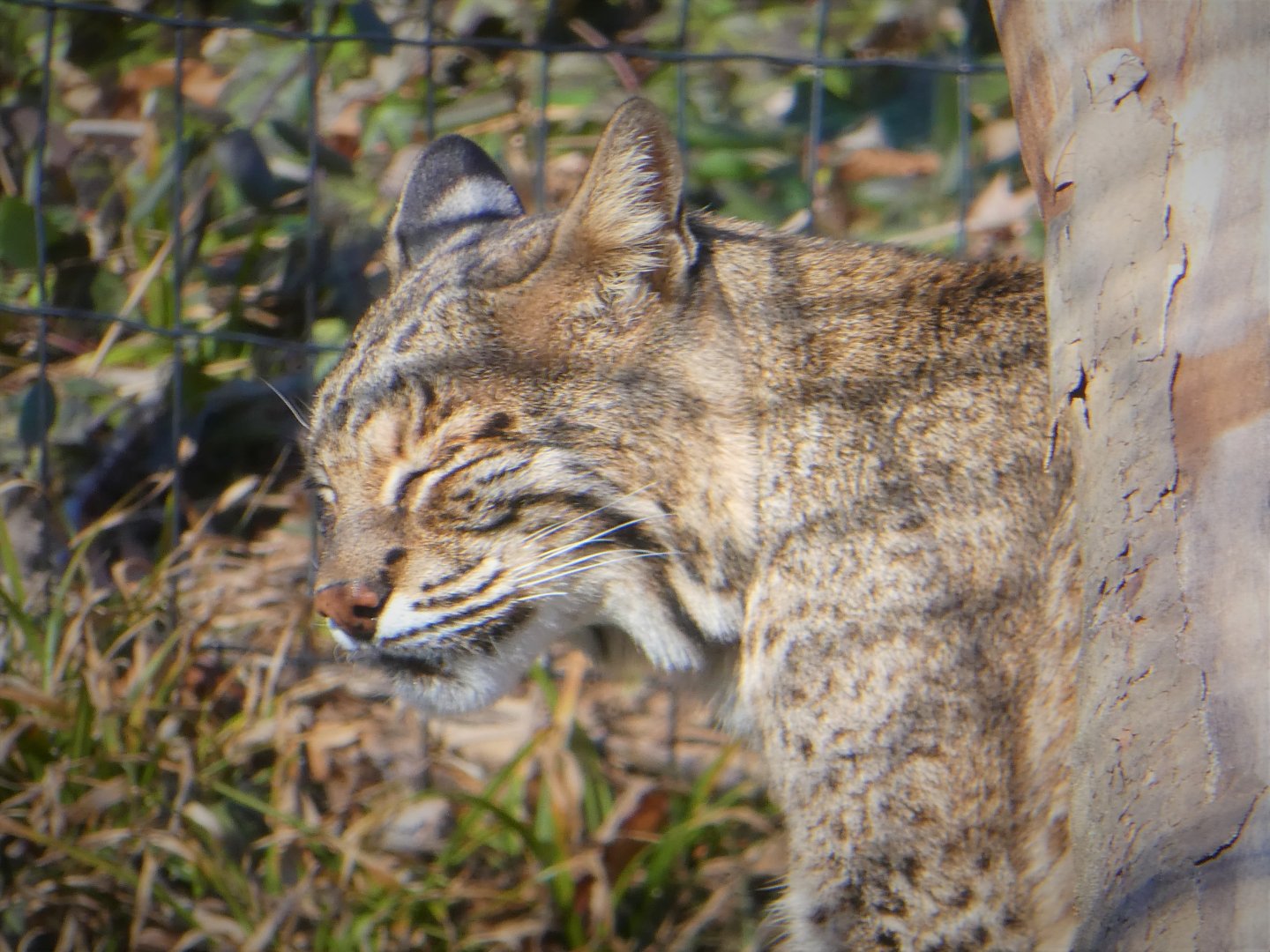 Bobcat