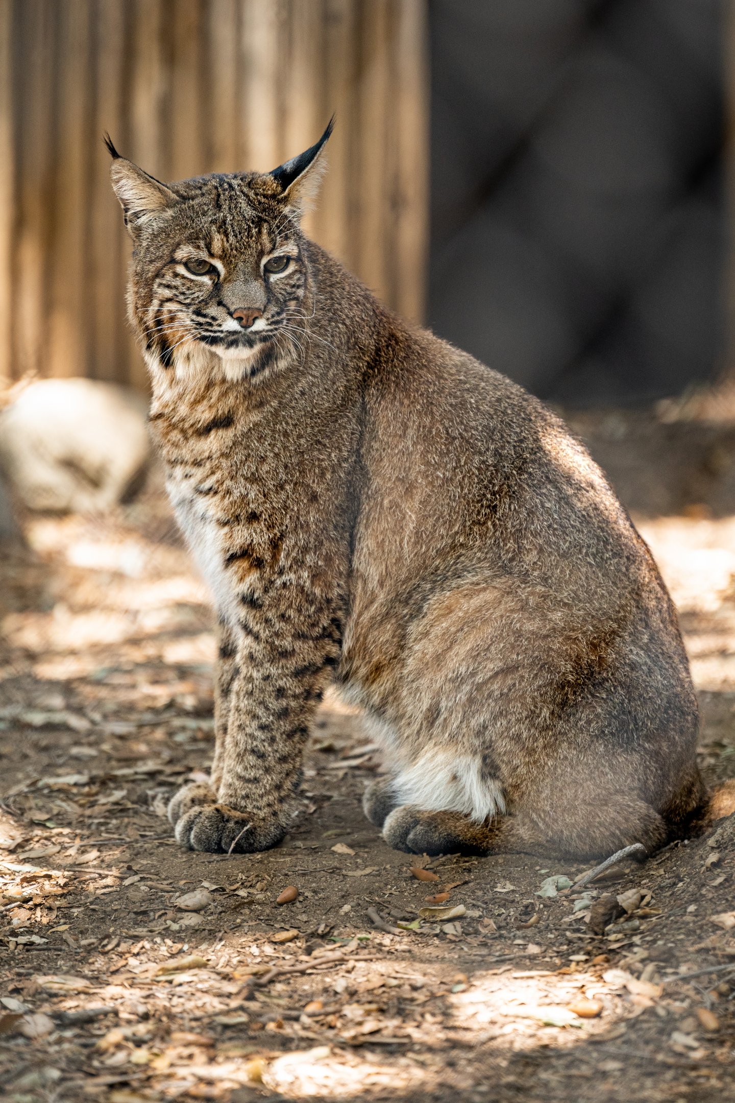 Bobcat