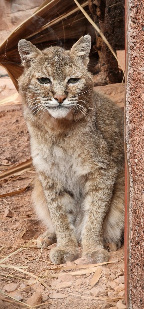 Bobcat