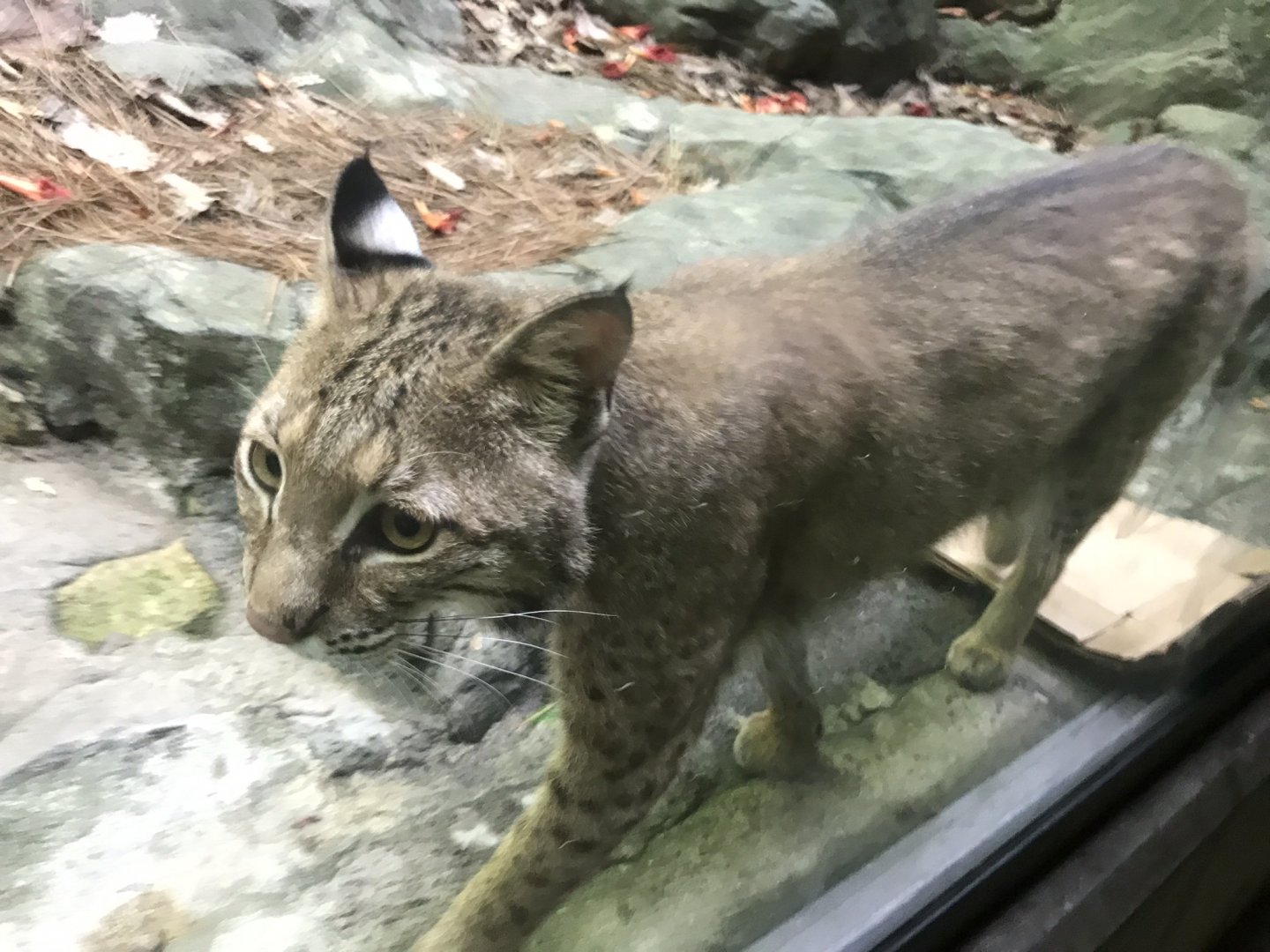 Bobcat