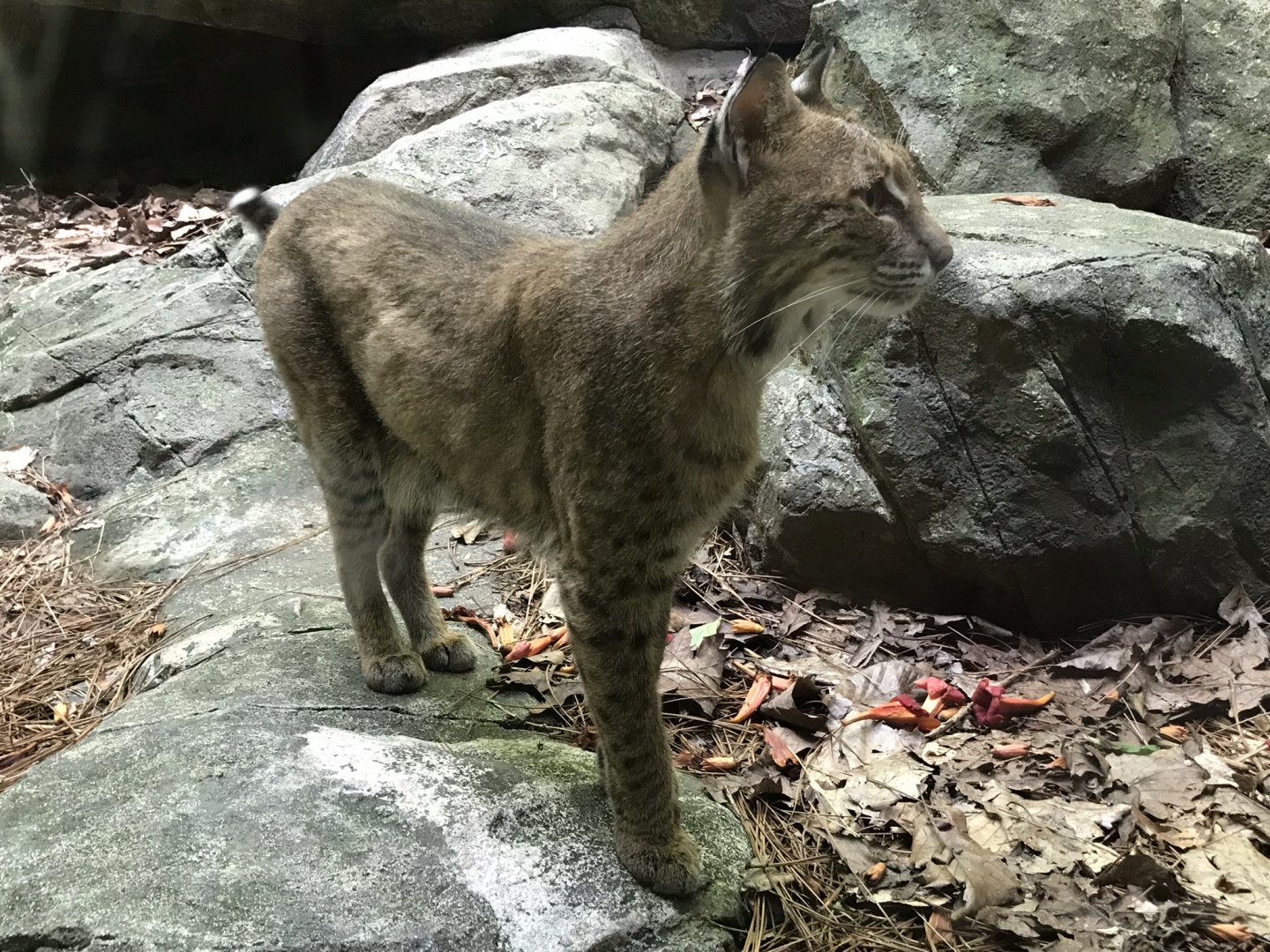 Bobcat