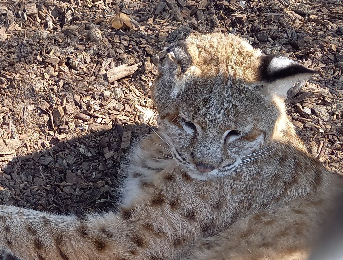 Bobcat