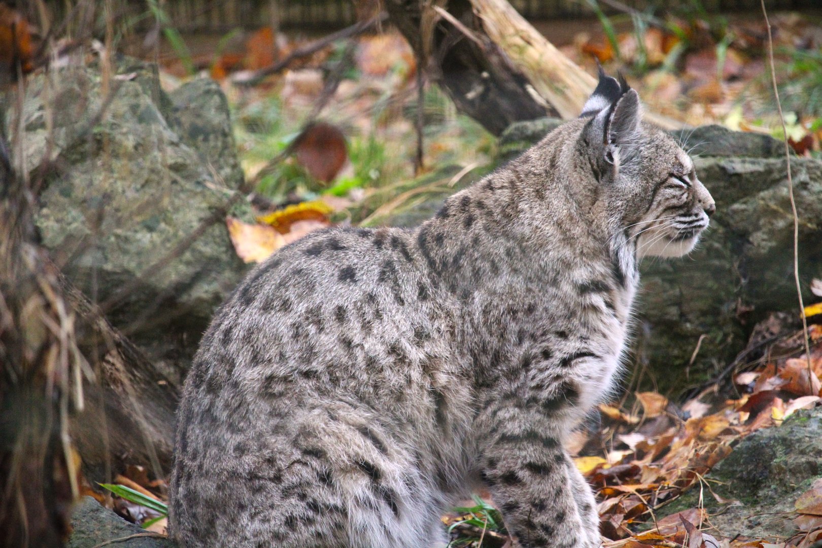 Bobcat
