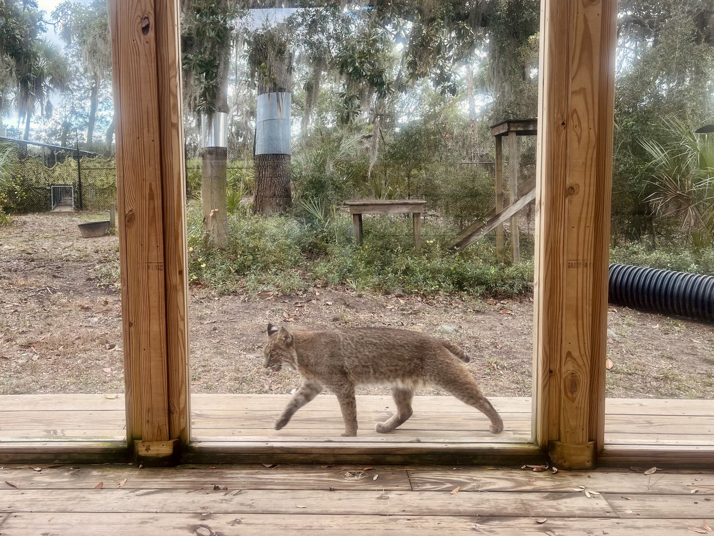 Bobcat