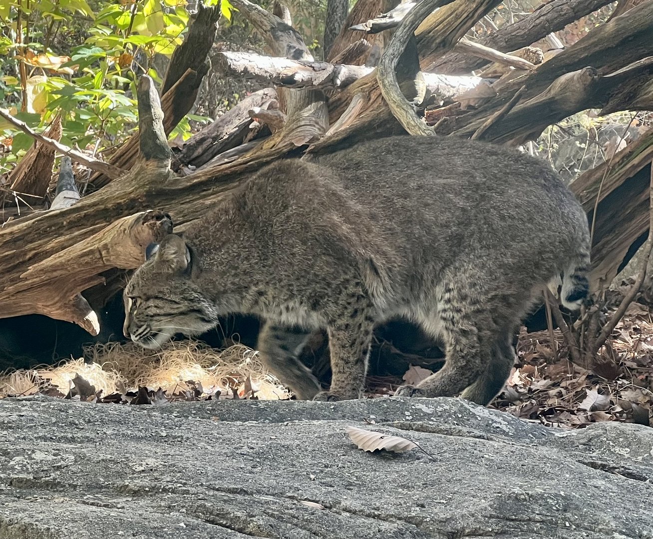 Bobcat