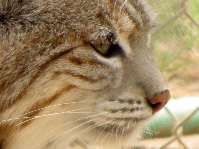 Bobcat