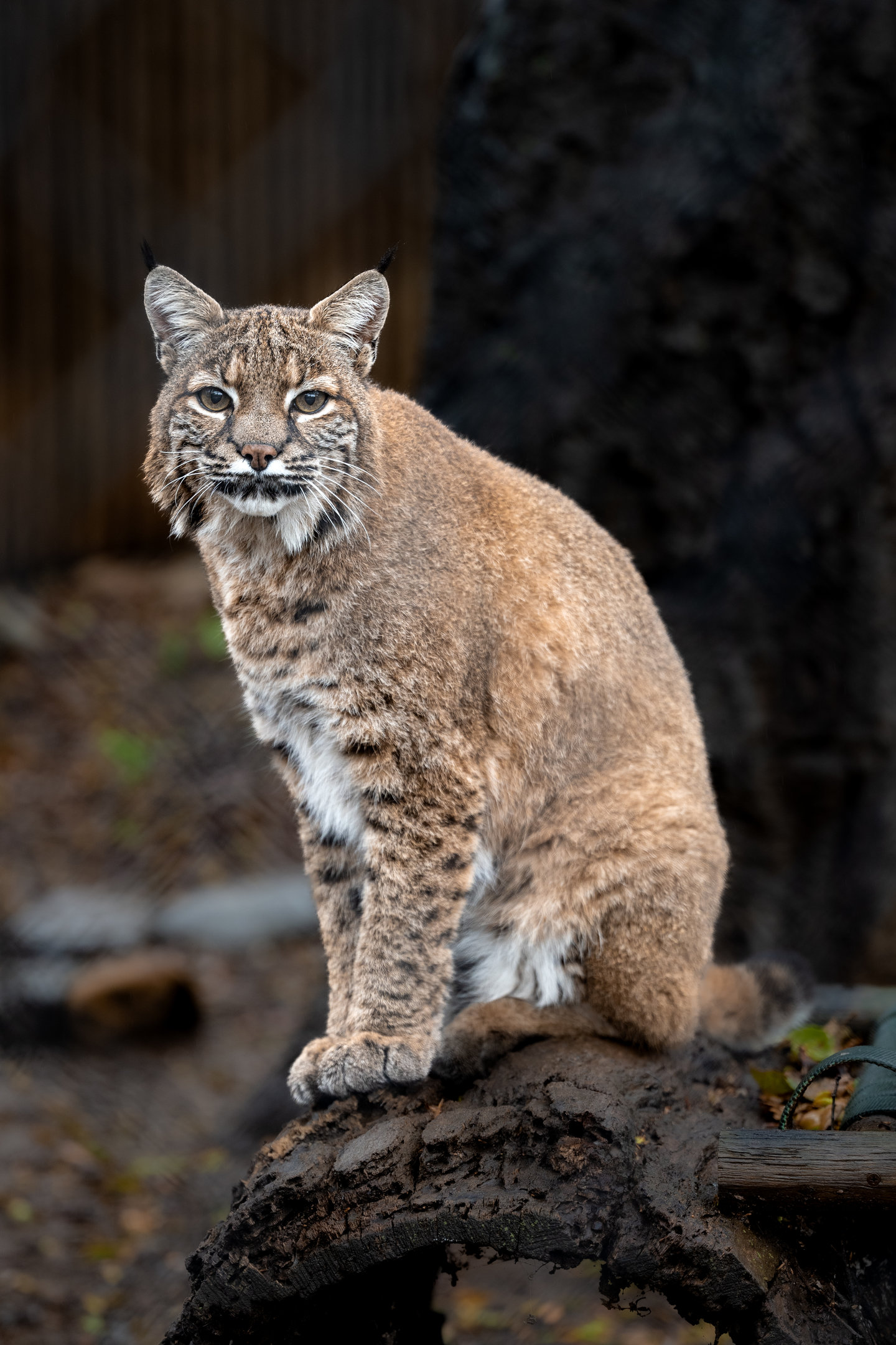 Bobcat