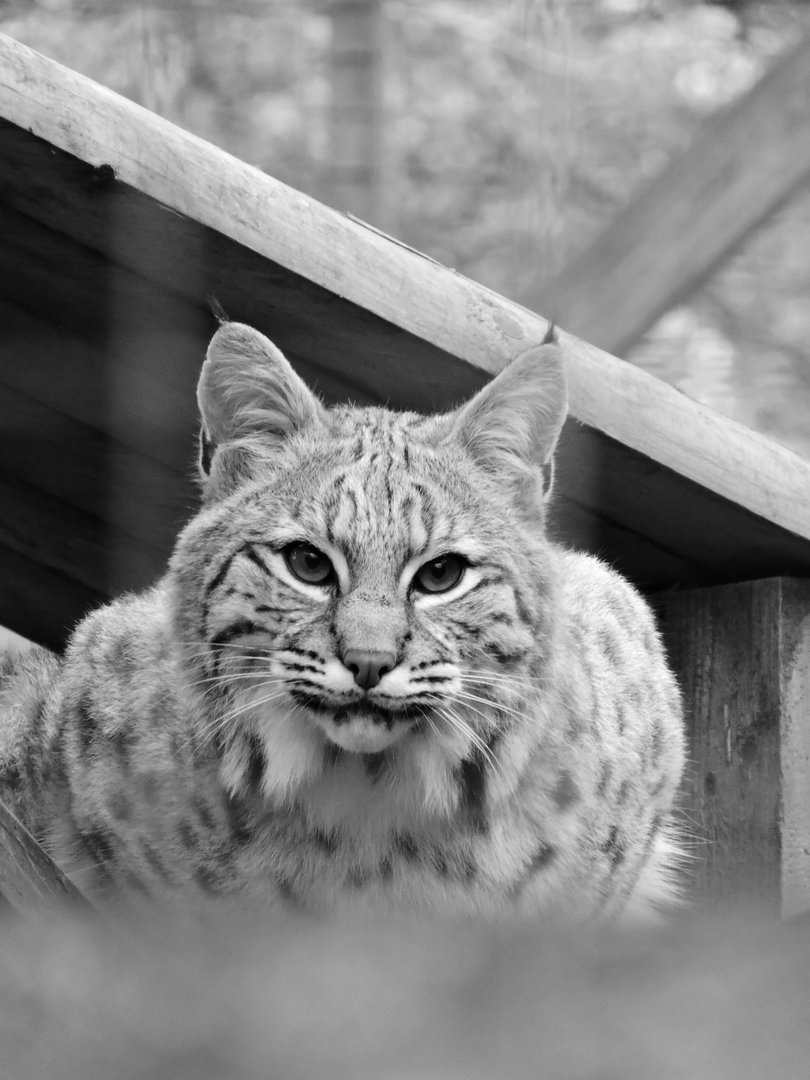 Bobcat