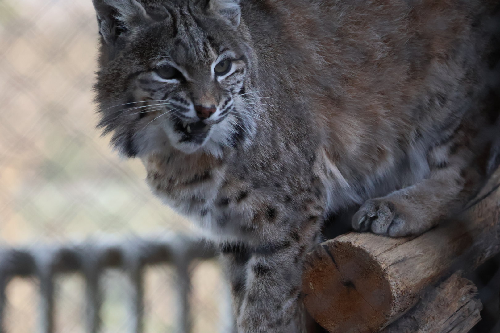 Bobcat