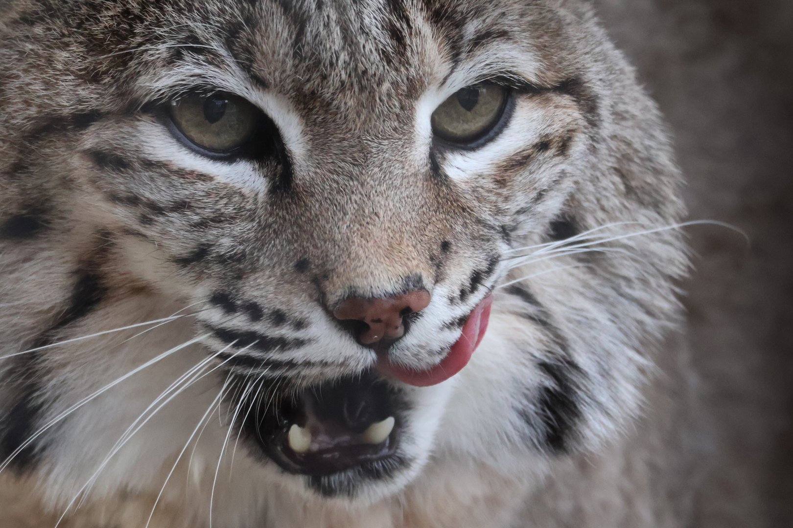 Bobcat